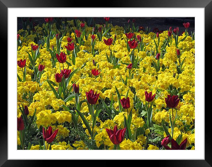 Red and yellow flowers. Framed Mounted Print by Maggie Jones