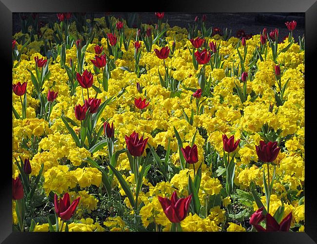 Red and yellow flowers. Framed Print by Maggie Jones