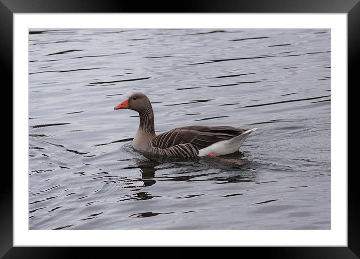 Swimming Goose Framed Mounted Print by Linda Brown