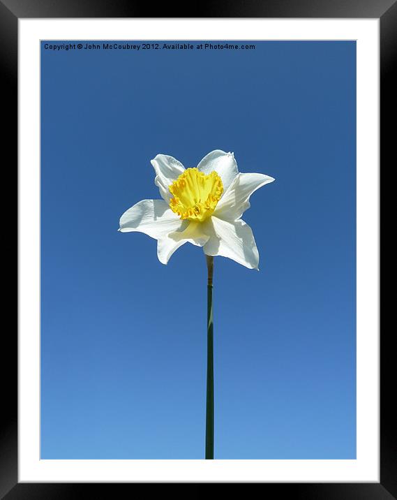 Narcissus Daffodil Framed Mounted Print by John McCoubrey