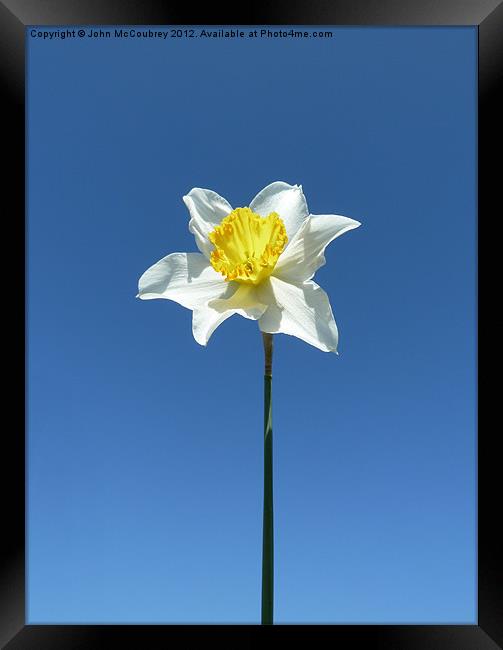 Narcissus Daffodil Framed Print by John McCoubrey