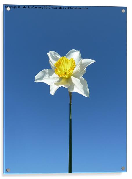 Narcissus Daffodil Acrylic by John McCoubrey