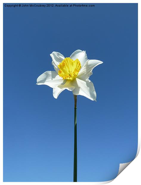 Narcissus Daffodil Print by John McCoubrey