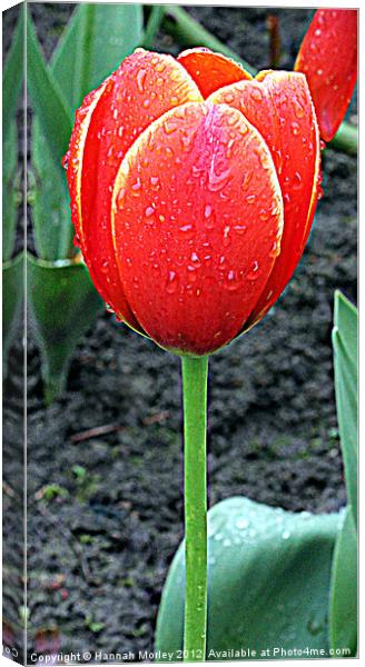 Red Tulip Canvas Print by Hannah Morley