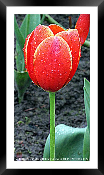 Red Tulip Framed Mounted Print by Hannah Morley