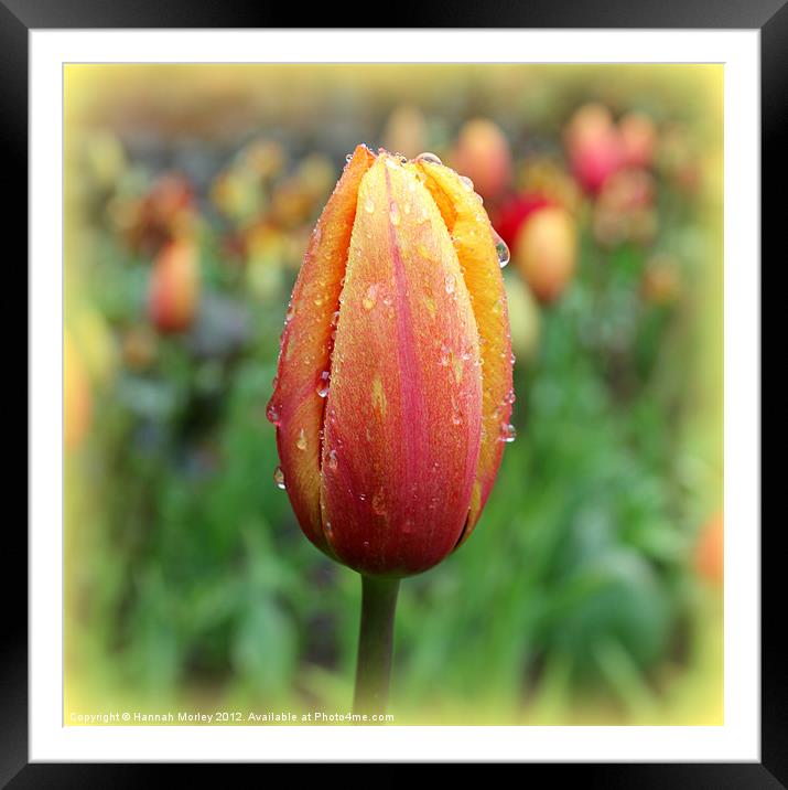 Red & Yellow Tulip Framed Mounted Print by Hannah Morley