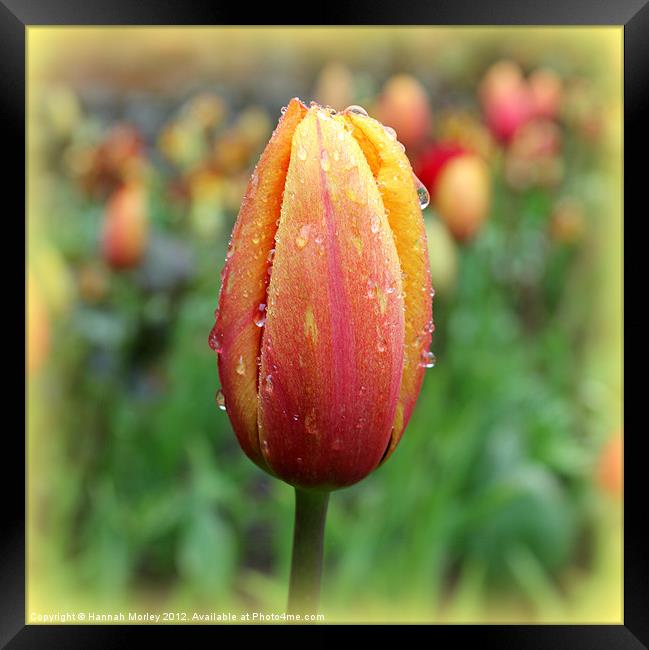 Red & Yellow Tulip Framed Print by Hannah Morley