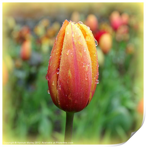 Red & Yellow Tulip Print by Hannah Morley