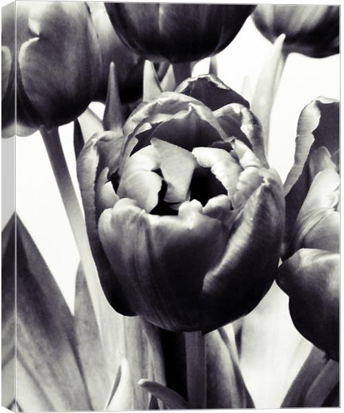 Black Tulips Canvas Print by Sharon Lisa Clarke