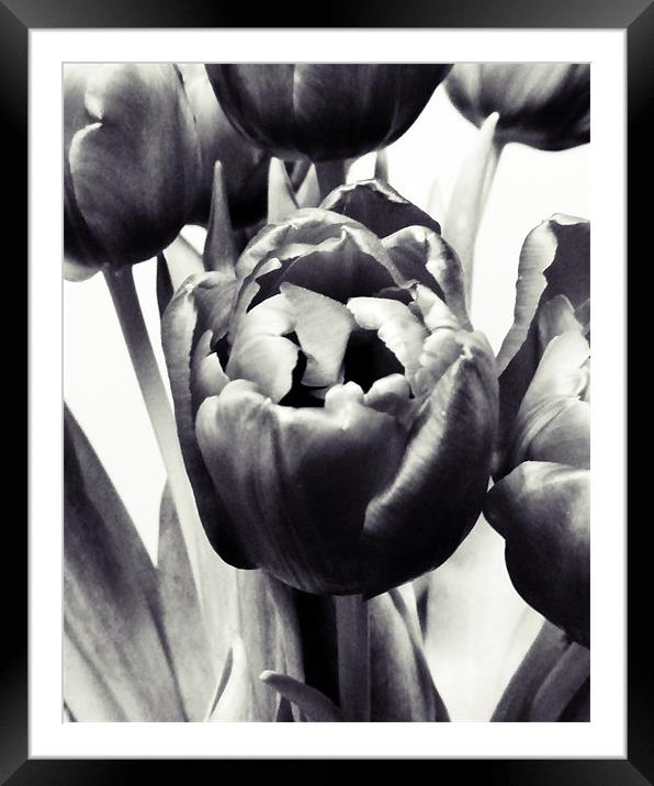 Black Tulips Framed Mounted Print by Sharon Lisa Clarke