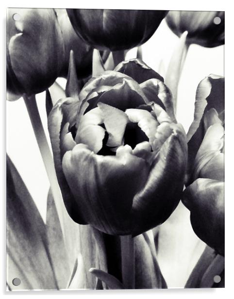 Black Tulips Acrylic by Sharon Lisa Clarke