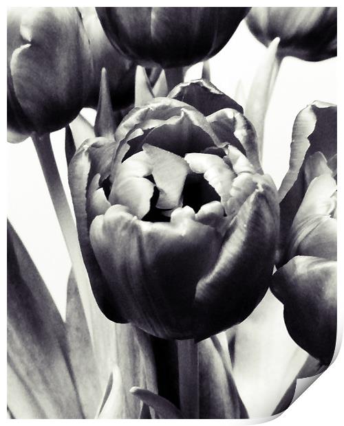 Black Tulips Print by Sharon Lisa Clarke