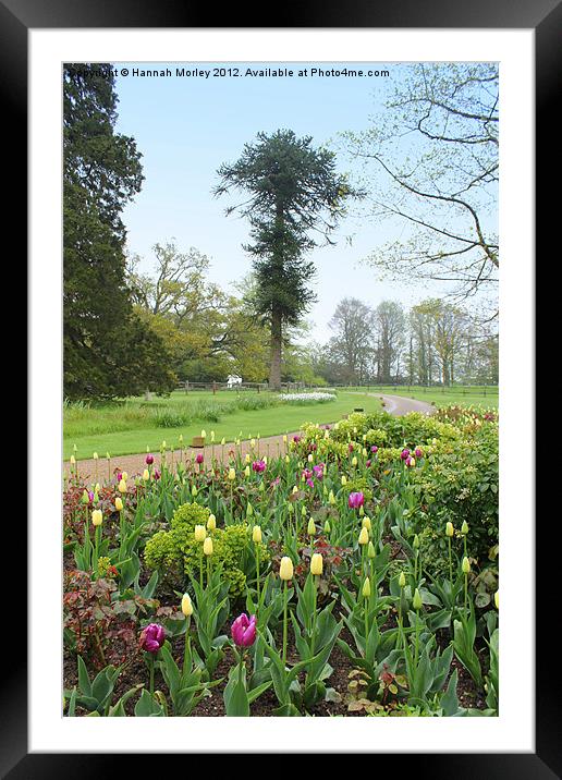 Welcome Tulips Framed Mounted Print by Hannah Morley