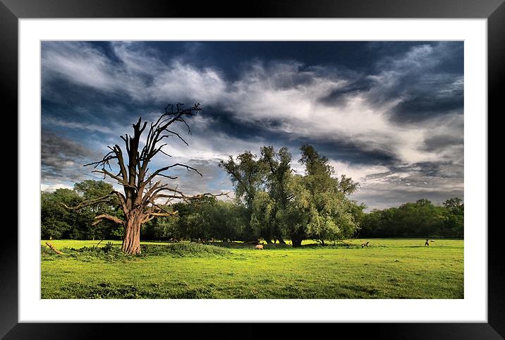 Dramatic Tree Framed Mounted Print by mark humpage