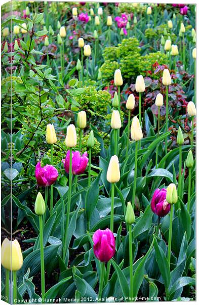 Tulips Canvas Print by Hannah Morley