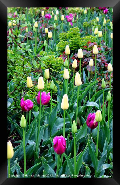 Tulips Framed Print by Hannah Morley
