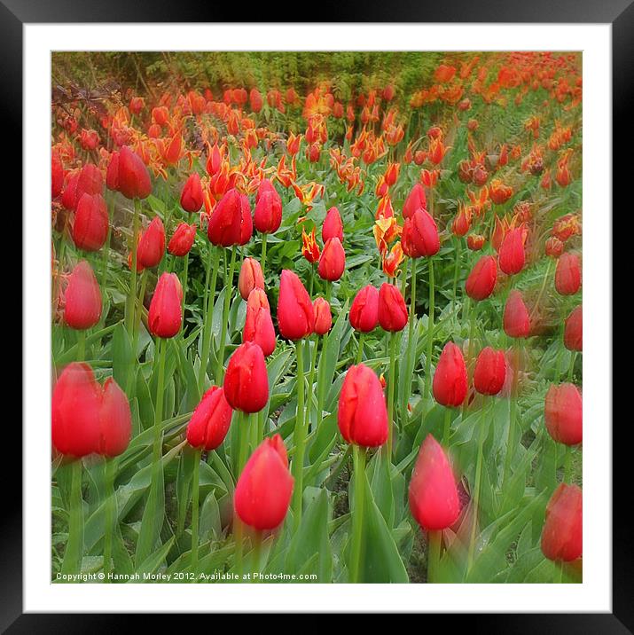 Sea of Tulips Framed Mounted Print by Hannah Morley