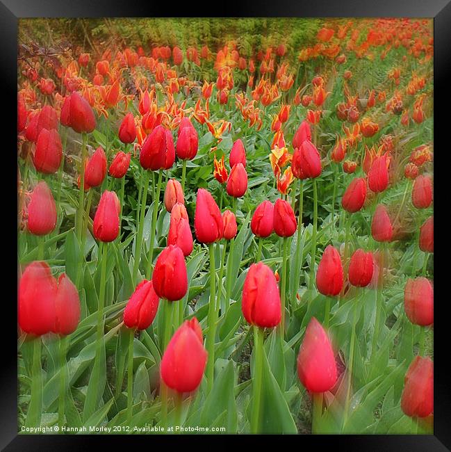 Sea of Tulips Framed Print by Hannah Morley