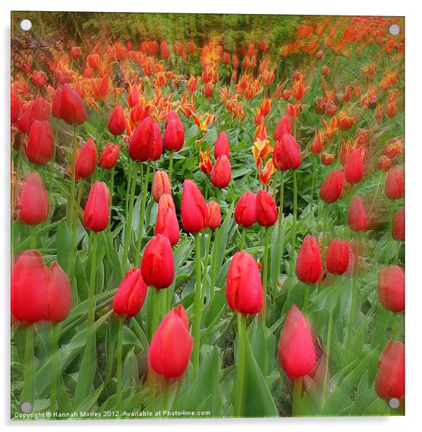 Sea of Tulips Acrylic by Hannah Morley