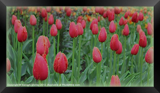Sea of Red Tulips Framed Print by Hannah Morley