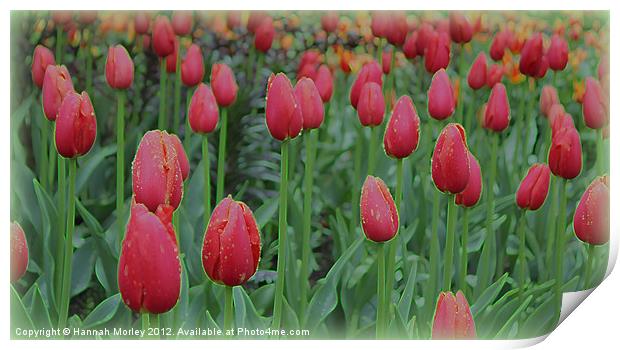 Sea of Red Tulips Print by Hannah Morley