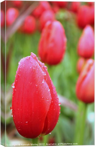 Red Tulips Canvas Print by Hannah Morley