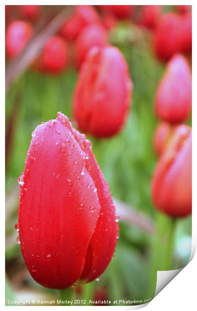 Red Tulips Print by Hannah Morley