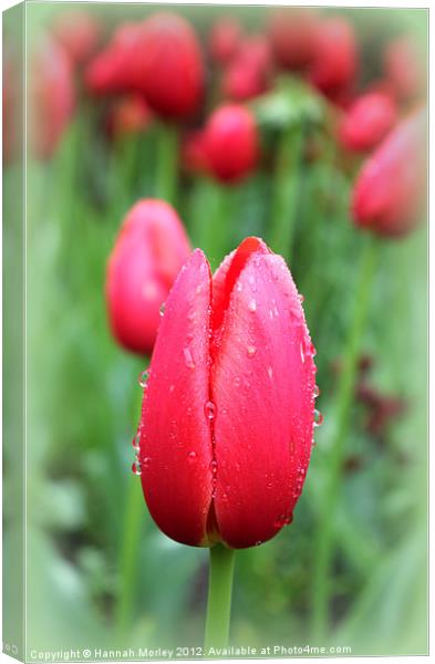 Red Tulip Canvas Print by Hannah Morley