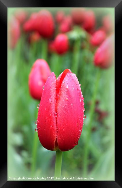 Red Tulip Framed Print by Hannah Morley