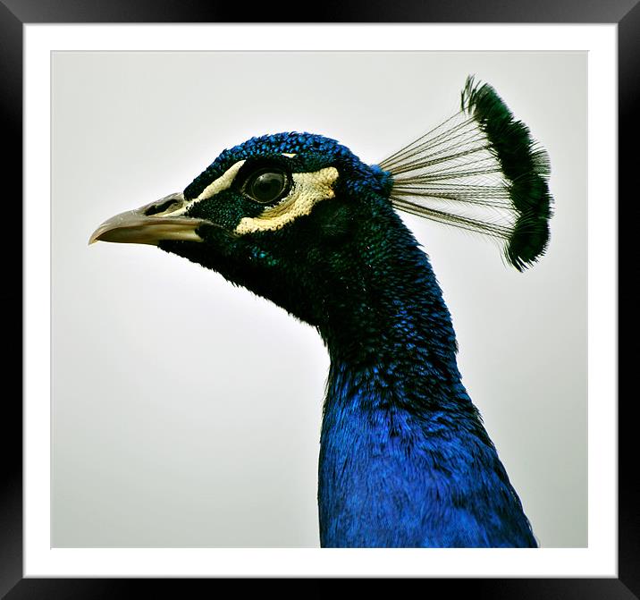 Peacock Portrait Framed Mounted Print by graham young