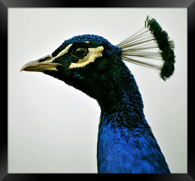 Peacock Portrait Framed Print by graham young