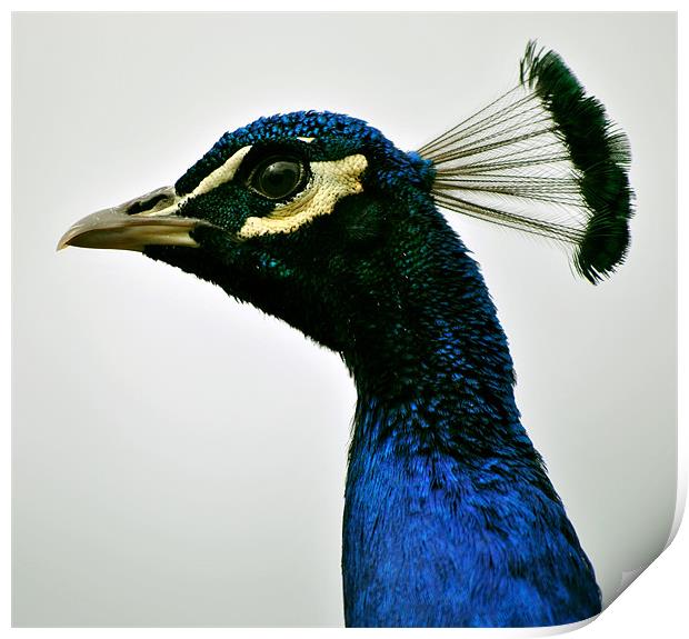 Peacock Portrait Print by graham young