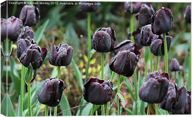 Black Tulips Canvas Print by Hannah Morley
