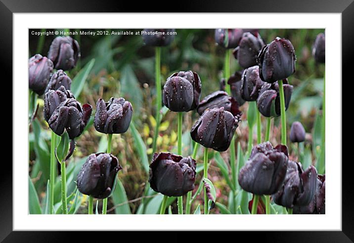 Black Tulips Framed Mounted Print by Hannah Morley