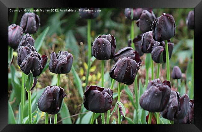 Black Tulips Framed Print by Hannah Morley