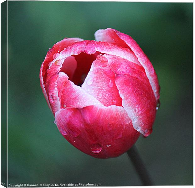 Lonely Pink Tulip Canvas Print by Hannah Morley