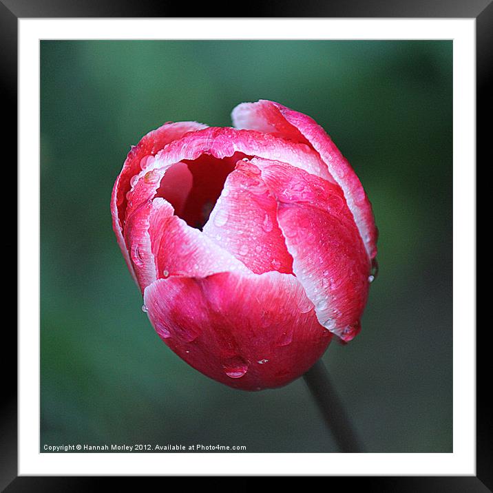 Lonely Pink Tulip Framed Mounted Print by Hannah Morley