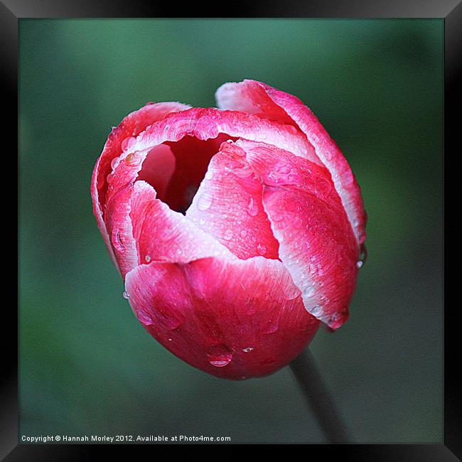Lonely Pink Tulip Framed Print by Hannah Morley