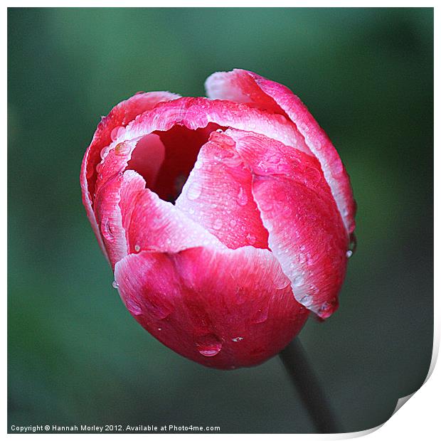 Lonely Pink Tulip Print by Hannah Morley