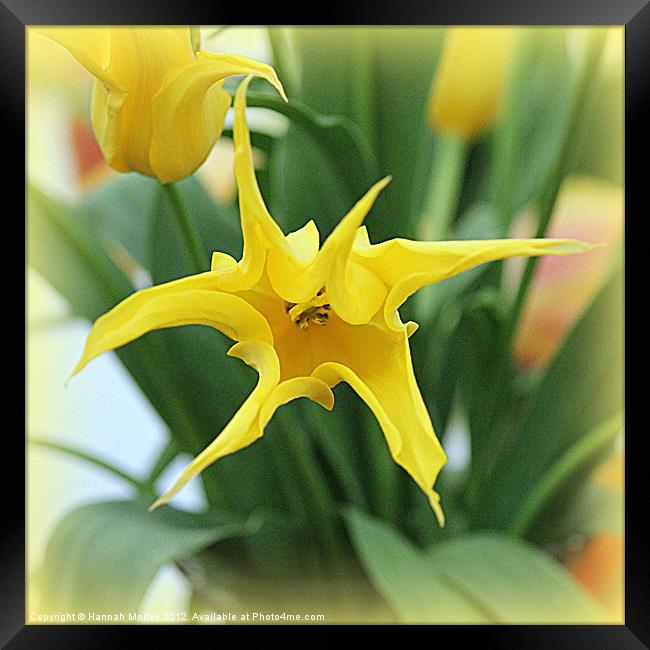 Yellow Tulip Framed Print by Hannah Morley