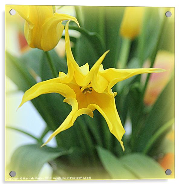 Yellow Tulip Acrylic by Hannah Morley