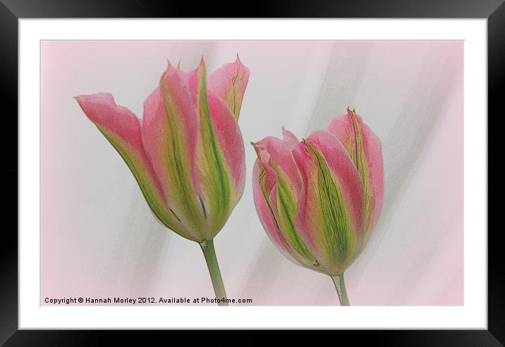Pink and Green Tulips Framed Mounted Print by Hannah Morley