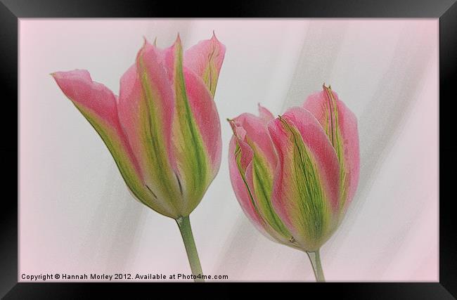Pink and Green Tulips Framed Print by Hannah Morley