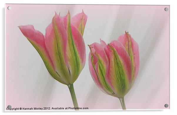 Pink and Green Tulips Acrylic by Hannah Morley