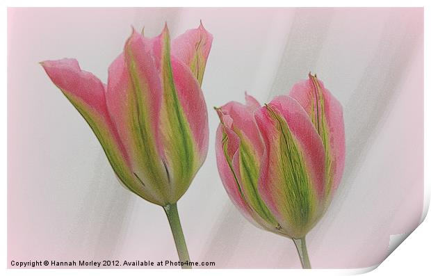 Pink and Green Tulips Print by Hannah Morley