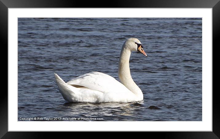 Elegant Swan Framed Mounted Print by Rob Taylor