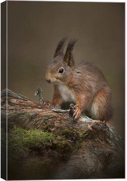 I'm cute.....so Feed Me Canvas Print by Natures' Canvas: Wall Art  & Prints by Andy Astbury