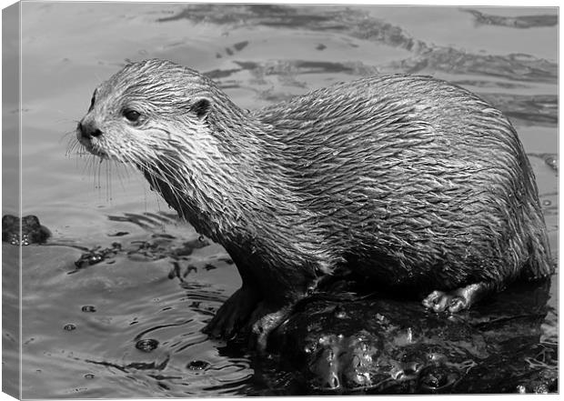 Young Mischevious Otter Canvas Print by Julie Ormiston