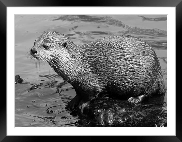 Young Mischevious Otter Framed Mounted Print by Julie Ormiston