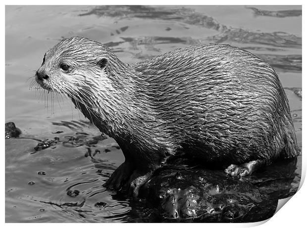 Young Mischevious Otter Print by Julie Ormiston